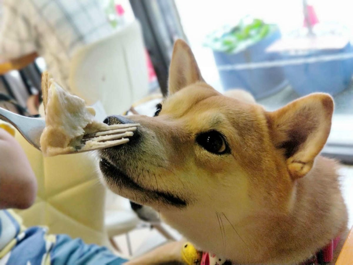 【食。中壢】MOFA 魔法氛子〜會爆漿的千層蛋糕，一刀劃下滿滿芋泥餡湧出，伴手禮、團購高CP值甜點！