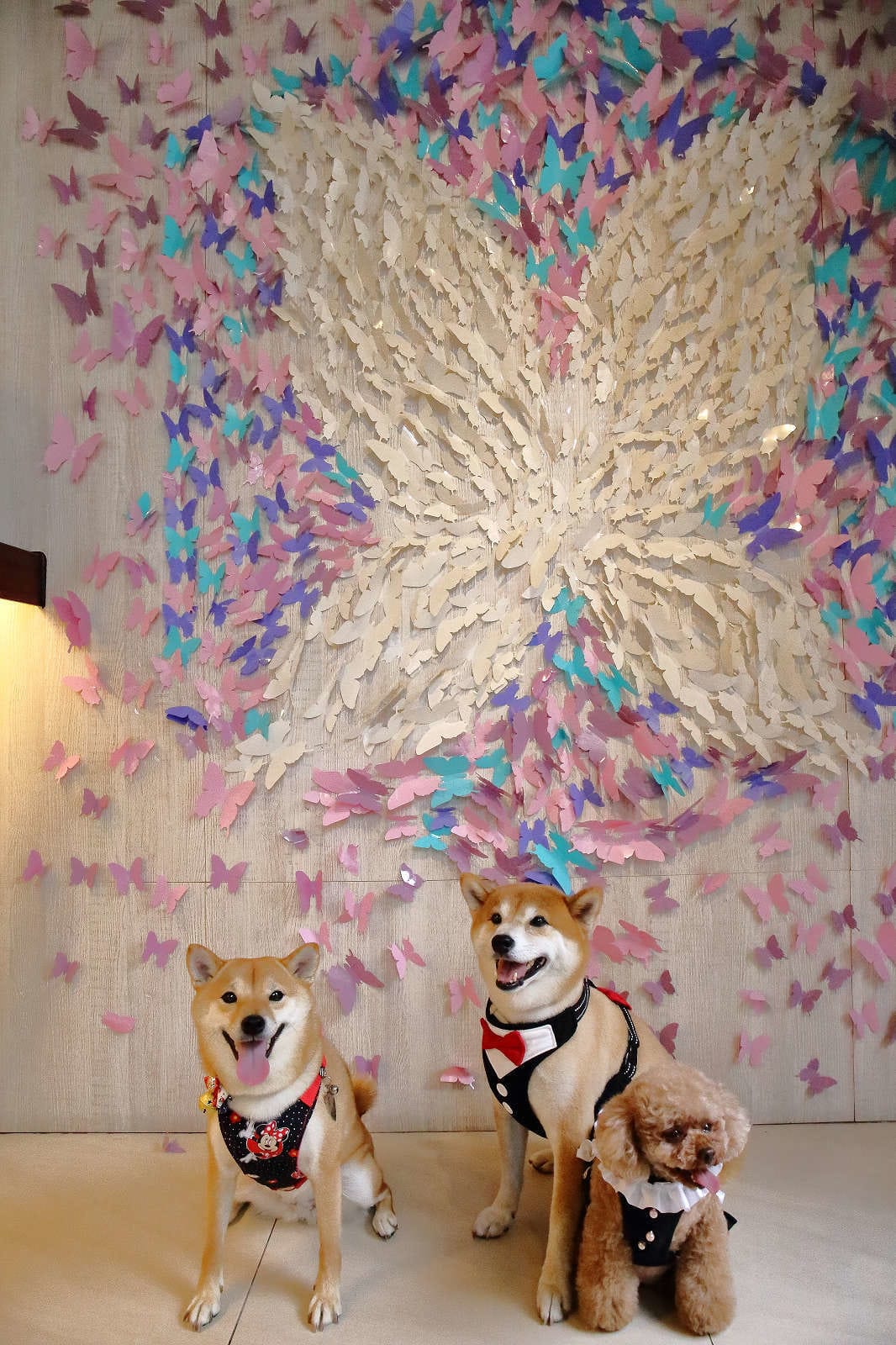 【食。中壢】MOFA 魔法氛子〜會爆漿的千層蛋糕，一刀劃下滿滿芋泥餡湧出，伴手禮、團購高CP值甜點！