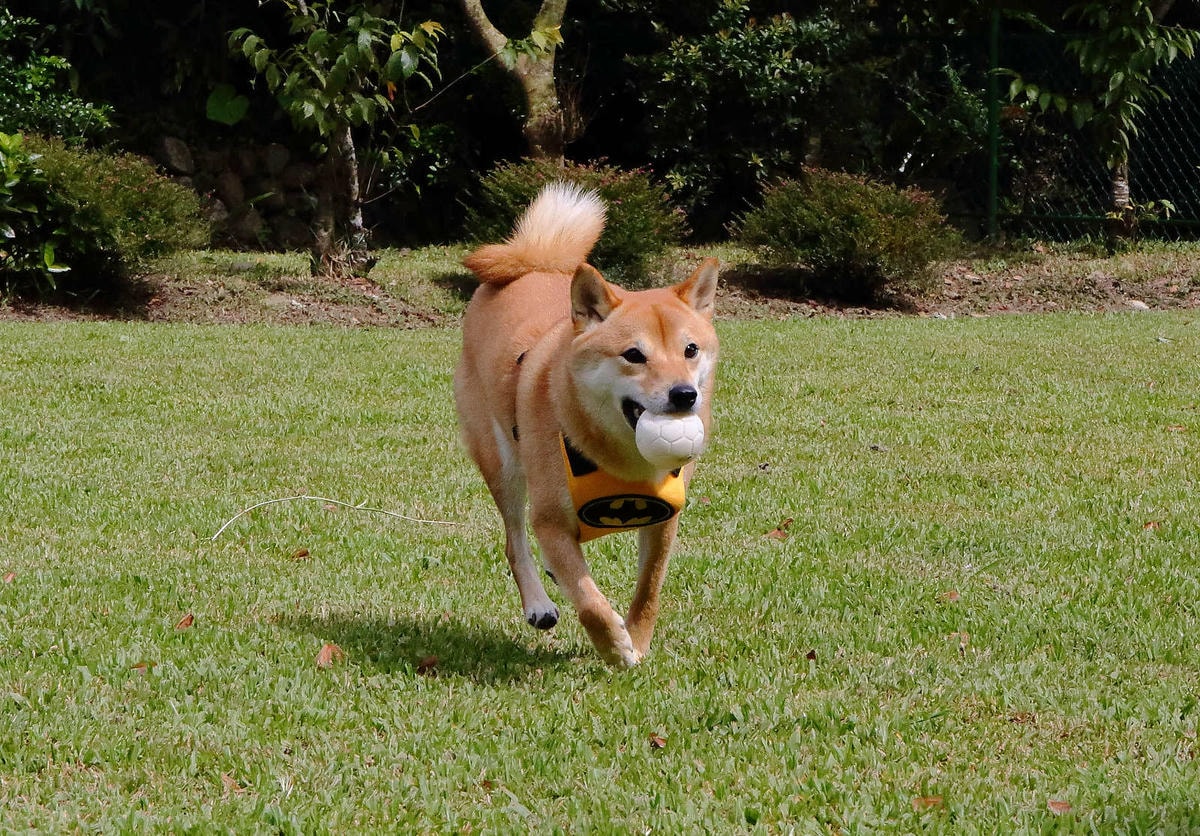 【宿。苗栗】南庄 麥克尼景觀莊園〜帶著毛小孩去旅行,這個夏天衝一波吧!大草皮、寵物游泳池、寵物餐,超棒的泳池寵物友善民宿推薦!