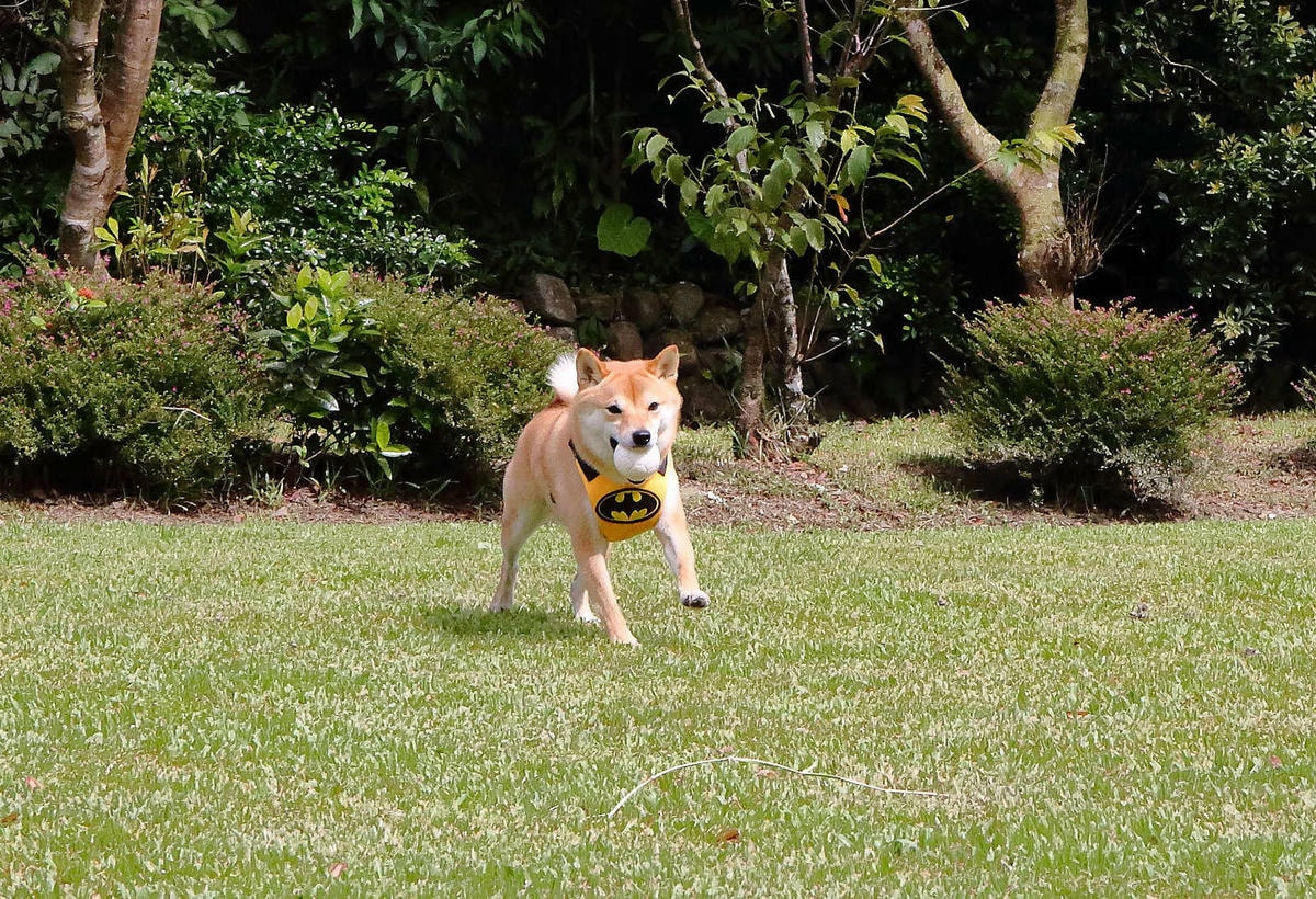 【宿。苗栗】南庄 麥克尼景觀莊園〜帶著毛小孩去旅行,這個夏天衝一波吧!大草皮、寵物游泳池、寵物餐,超棒的泳池寵物友善民宿推薦!