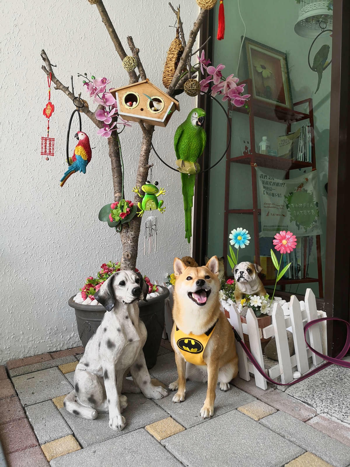 【宿。苗栗】南庄 麥克尼景觀莊園〜帶著毛小孩去旅行,這個夏天衝一波吧!大草皮、寵物游泳池、寵物餐,超棒的泳池寵物友善民宿推薦!