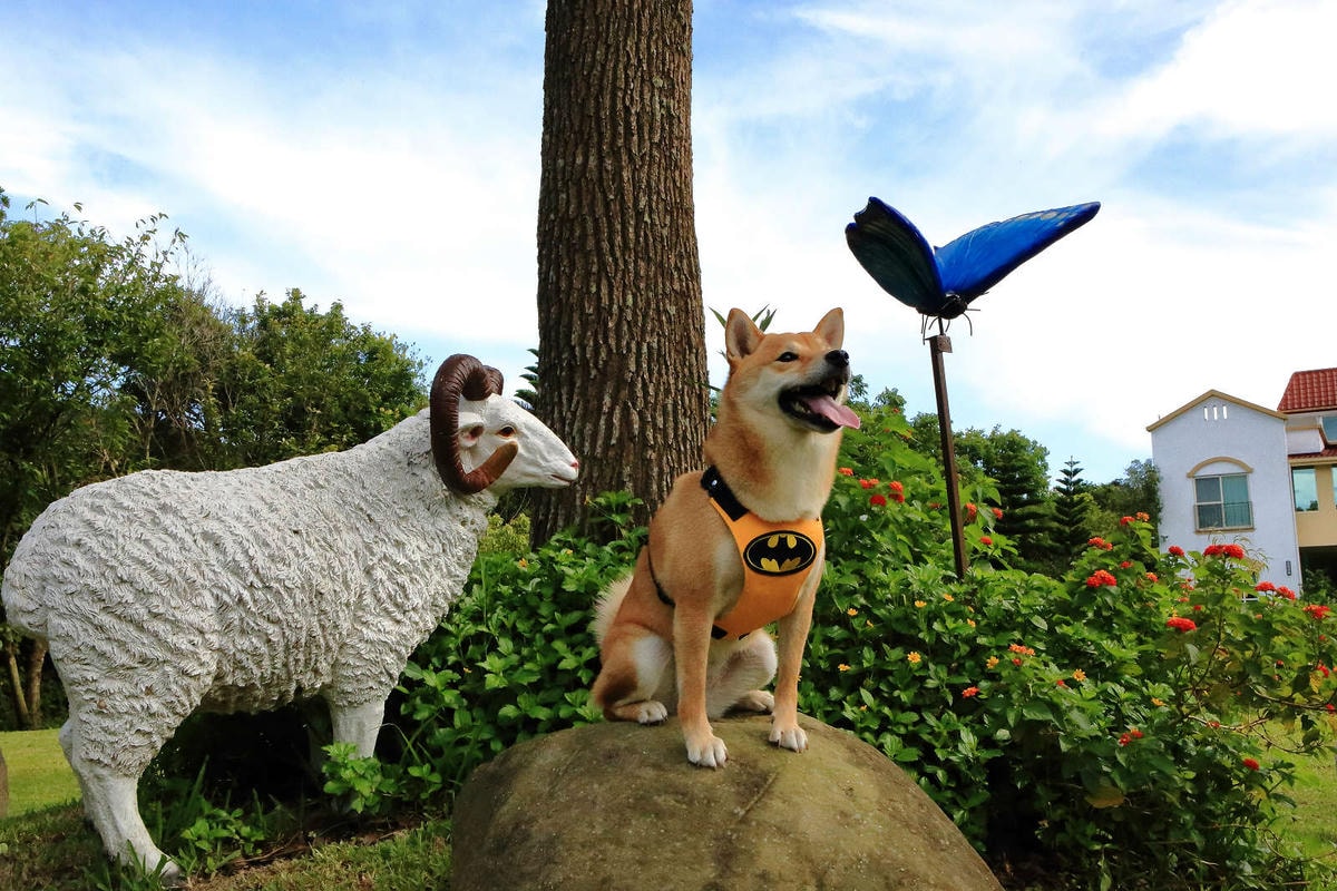 【宿。苗栗】南庄 麥克尼景觀莊園〜帶著毛小孩去旅行,這個夏天衝一波吧!大草皮、寵物游泳池、寵物餐,超棒的泳池寵物友善民宿推薦!