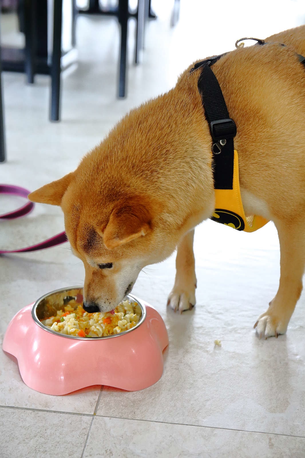 【宿。苗栗】南庄 麥克尼景觀莊園〜帶著毛小孩去旅行,這個夏天衝一波吧!大草皮、寵物游泳池、寵物餐,超棒的泳池寵物友善民宿推薦!