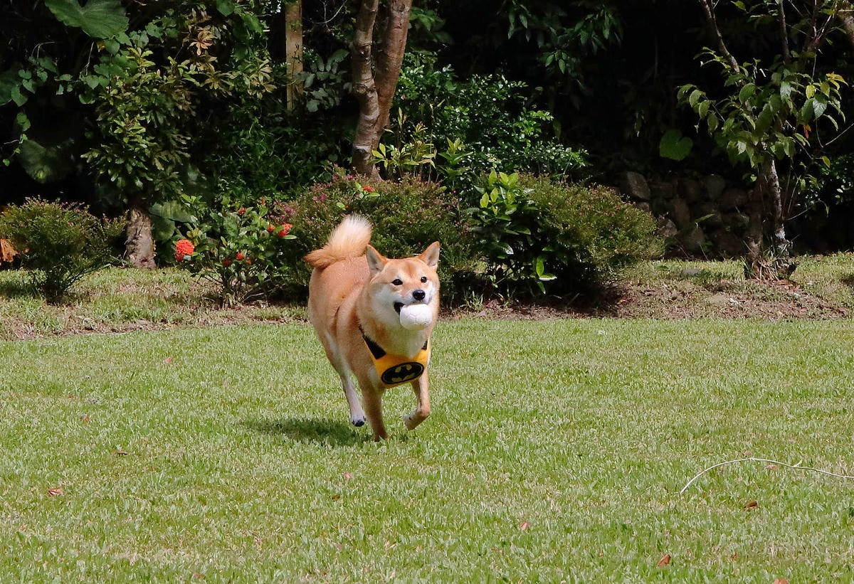 【宿。苗栗】南庄 麥克尼景觀莊園〜帶著毛小孩去旅行,這個夏天衝一波吧!大草皮、寵物游泳池、寵物餐,超棒的泳池寵物友善民宿推薦!