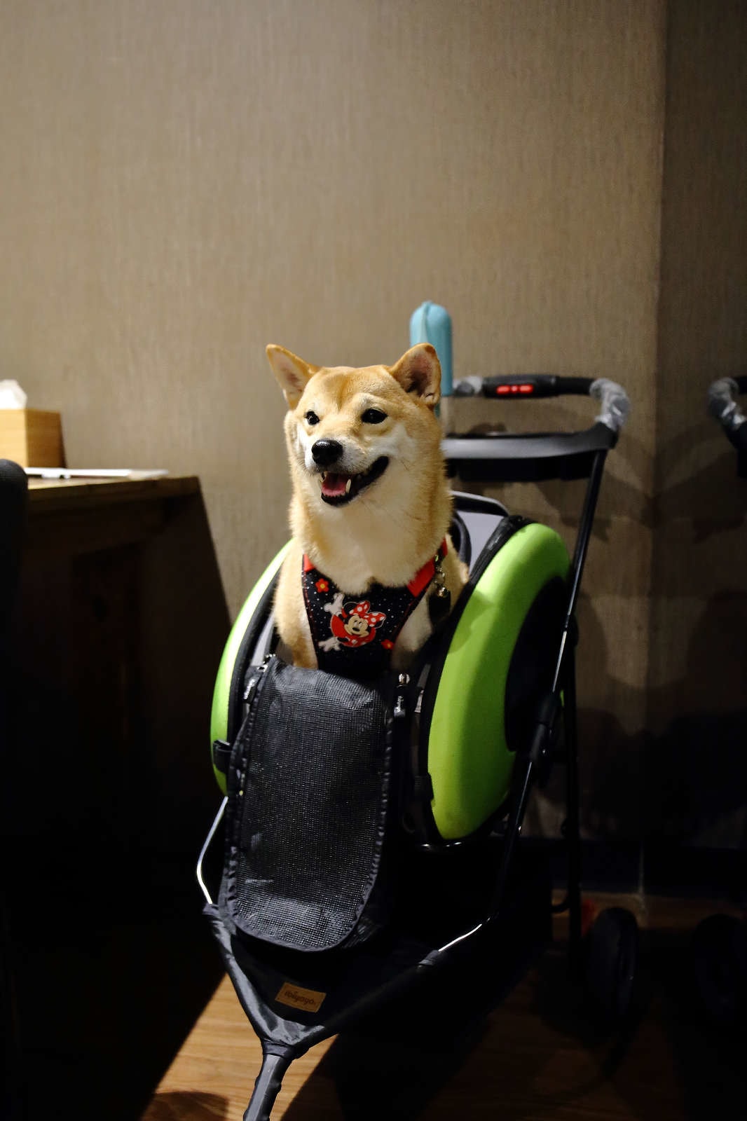 【食。台中】本壽司sushi stores〜台中日本料理推薦。職人手作好味道,平價享受新鮮海味,無菜單料理老饕最愛!(寵物友善餐廳)