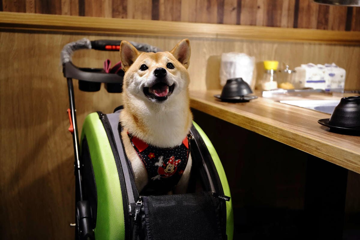【食。基隆】月桂炭火燒肉〜基隆燒肉吃到飽推薦，安格斯牛、天使紅蝦、Häagen-Dazs吃到飽只要$536起，有正妹的桌邊服務唷