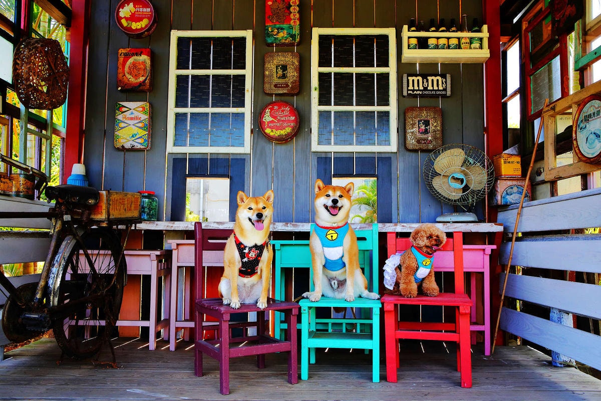 【遊。桃園】蘆竹坑子溪休閒農業區(坑子土角厝)〜假日遛毛小孩必看!免費參觀,好玩好拍桃園IG打卡景點就醬玩!