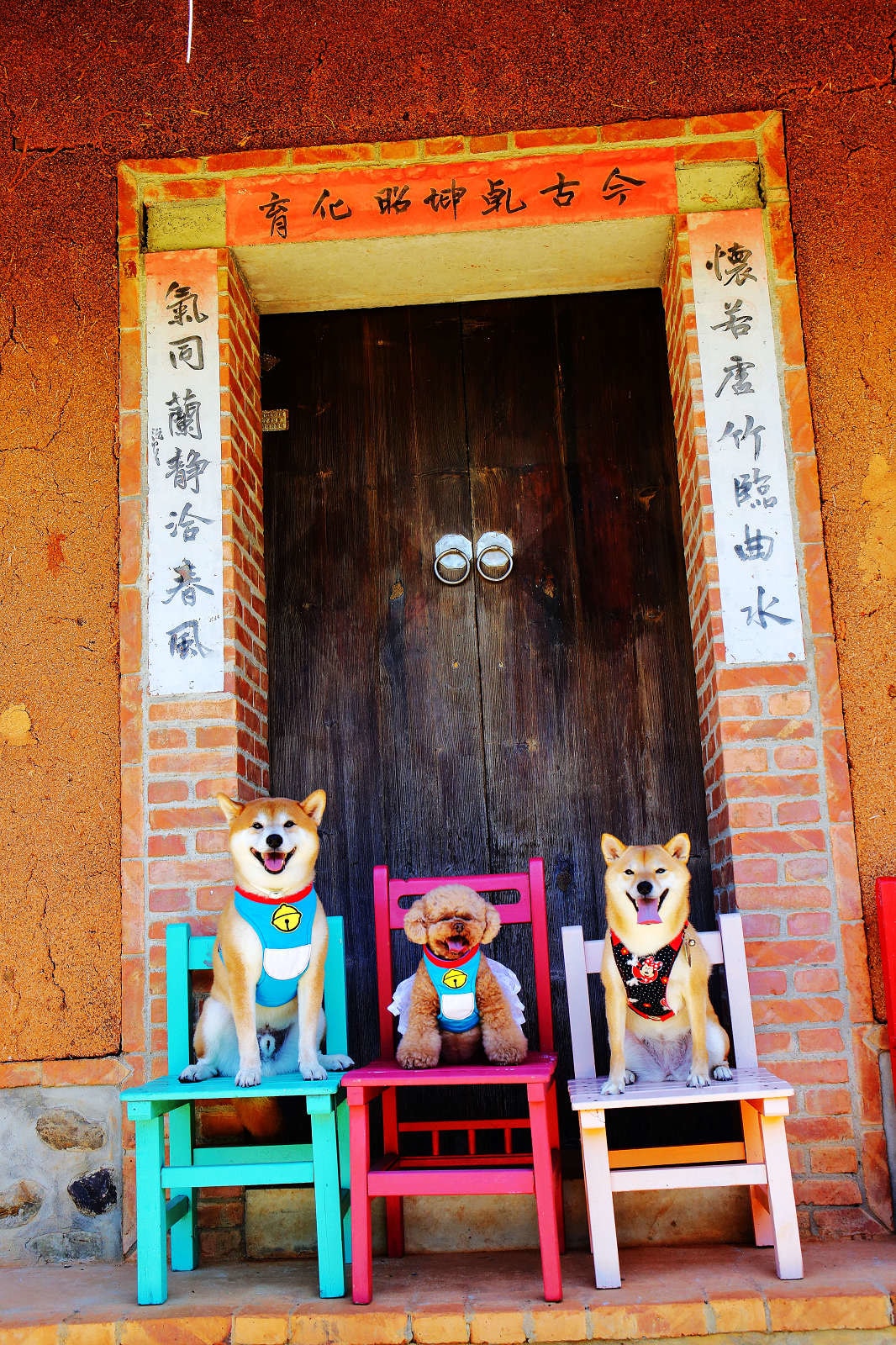 【遊。桃園】蘆竹坑子溪休閒農業區(坑子土角厝)〜假日遛毛小孩必看!免費參觀,好玩好拍桃園IG打卡景點就醬玩!
