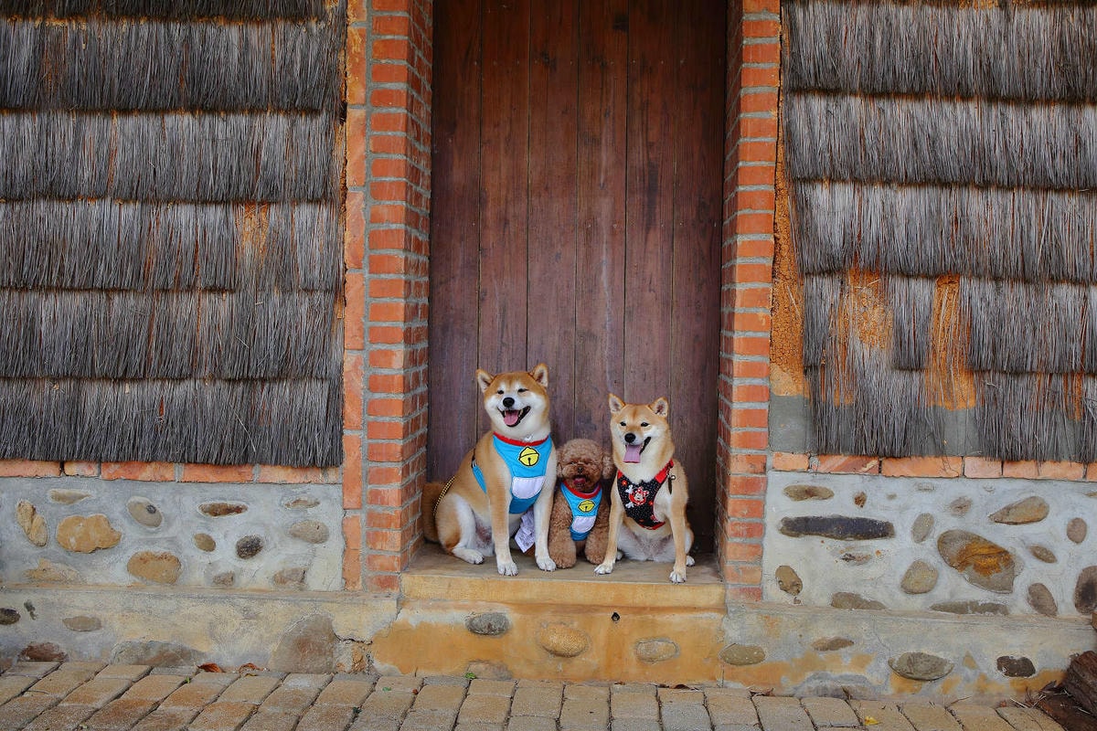 【遊。桃園】蘆竹坑子溪休閒農業區(坑子土角厝)〜假日遛毛小孩必看!免費參觀,好玩好拍桃園IG打卡景點就醬玩!