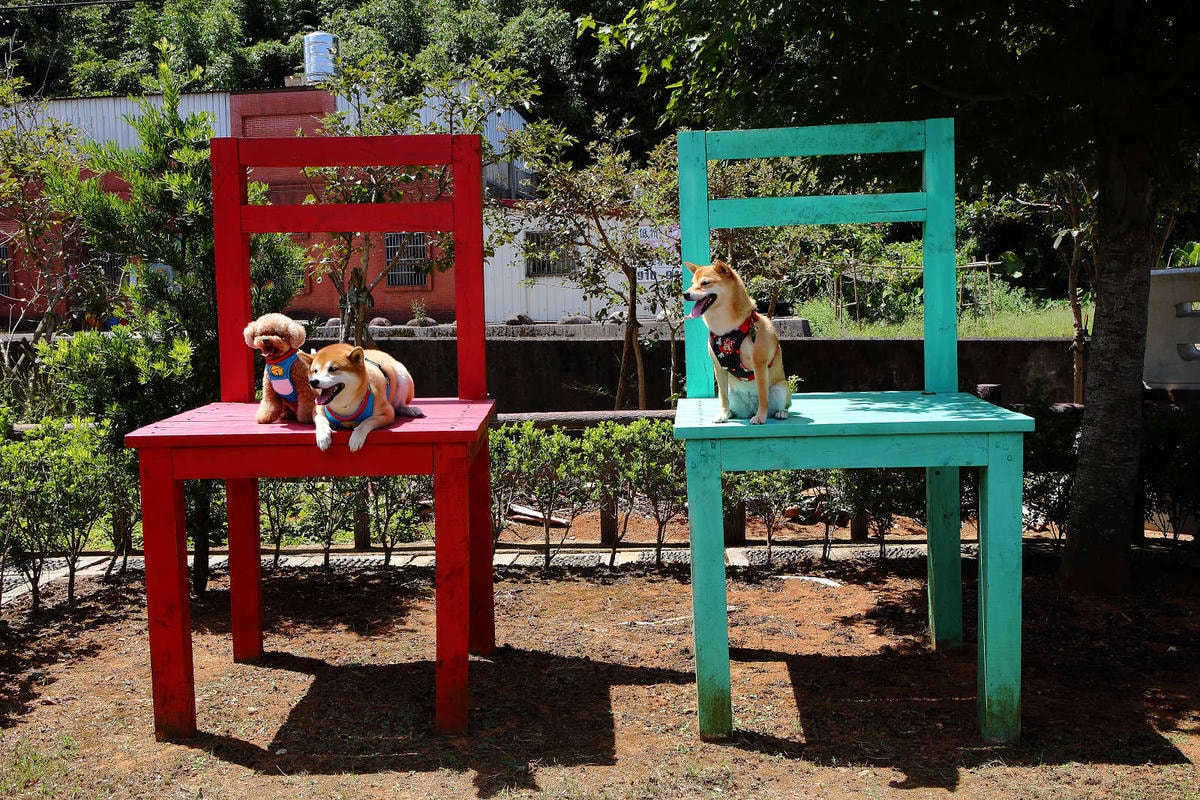 【遊。桃園】蘆竹坑子溪休閒農業區(坑子土角厝)〜假日遛毛小孩必看!免費參觀,好玩好拍桃園IG打卡景點就醬玩!