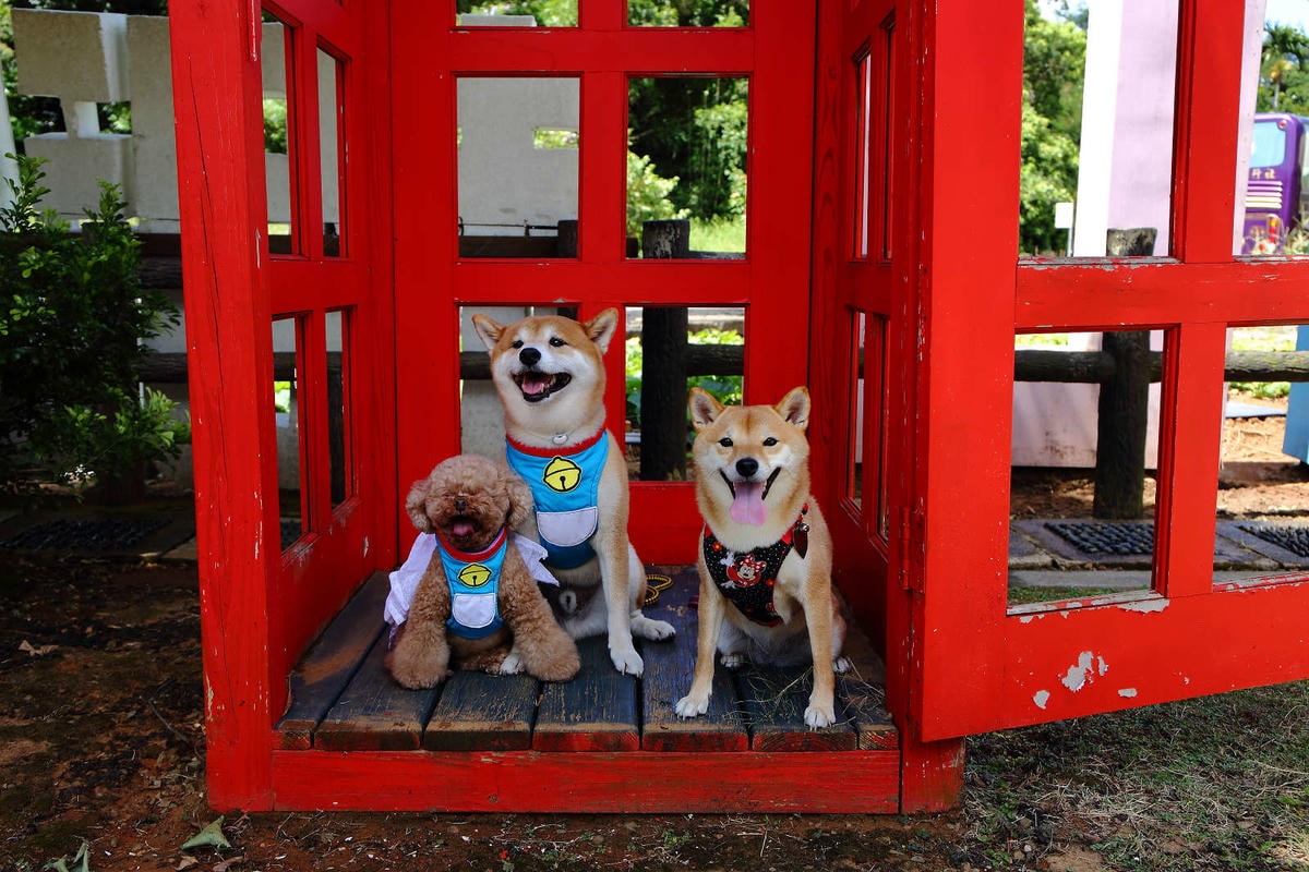 【遊。桃園】蘆竹坑子溪休閒農業區(坑子土角厝)〜假日遛毛小孩必看!免費參觀,好玩好拍桃園IG打卡景點就醬玩!