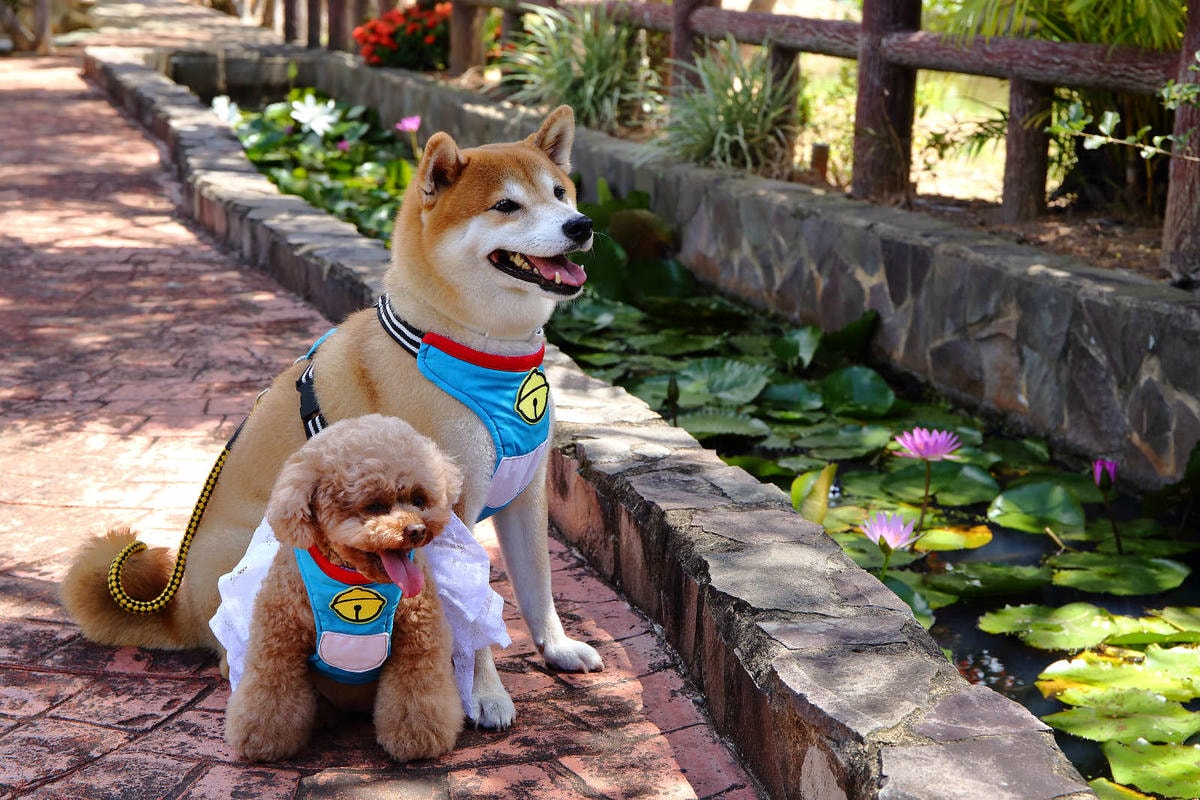 【遊。桃園】蘆竹坑子溪休閒農業區(坑子土角厝)〜假日遛毛小孩必看!免費參觀,好玩好拍桃園IG打卡景點就醬玩!