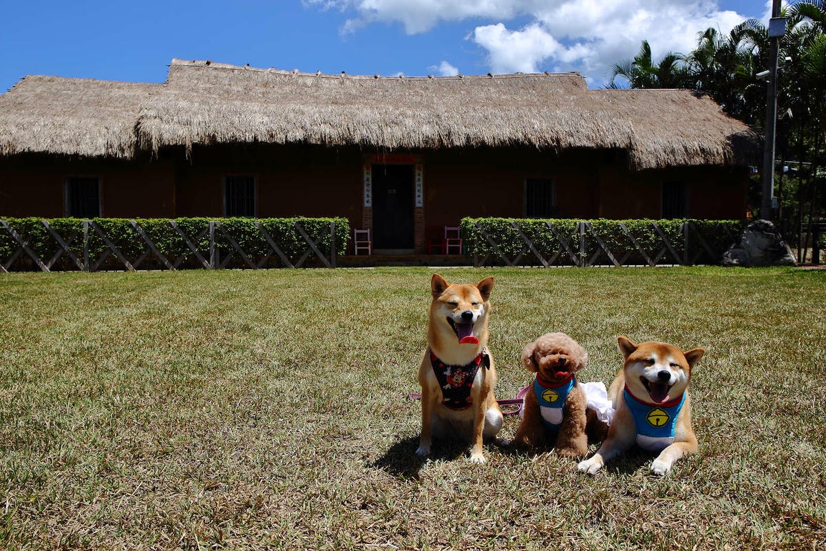 【遊。桃園】蘆竹坑子溪休閒農業區(坑子土角厝)〜假日遛毛小孩必看!免費參觀,好玩好拍桃園IG打卡景點就醬玩!