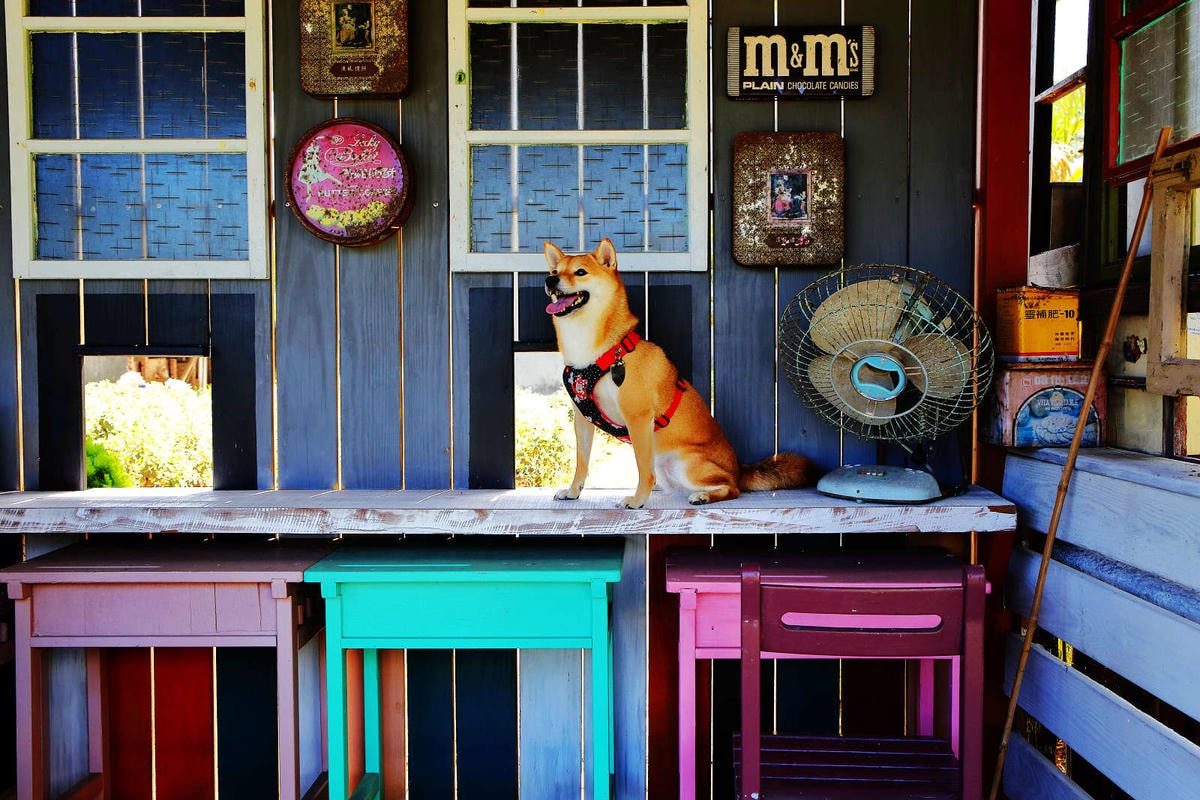 【遊。桃園】蘆竹坑子溪休閒農業區(坑子土角厝)〜假日遛毛小孩必看!免費參觀,好玩好拍桃園IG打卡景點就醬玩!