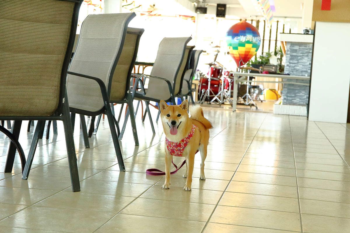 【遊。桃園】海灣星空咖啡館〜無敵海景、飛機起降、百萬夜景，氣氛棒透了，假日就要來這裡浪漫一下啦！