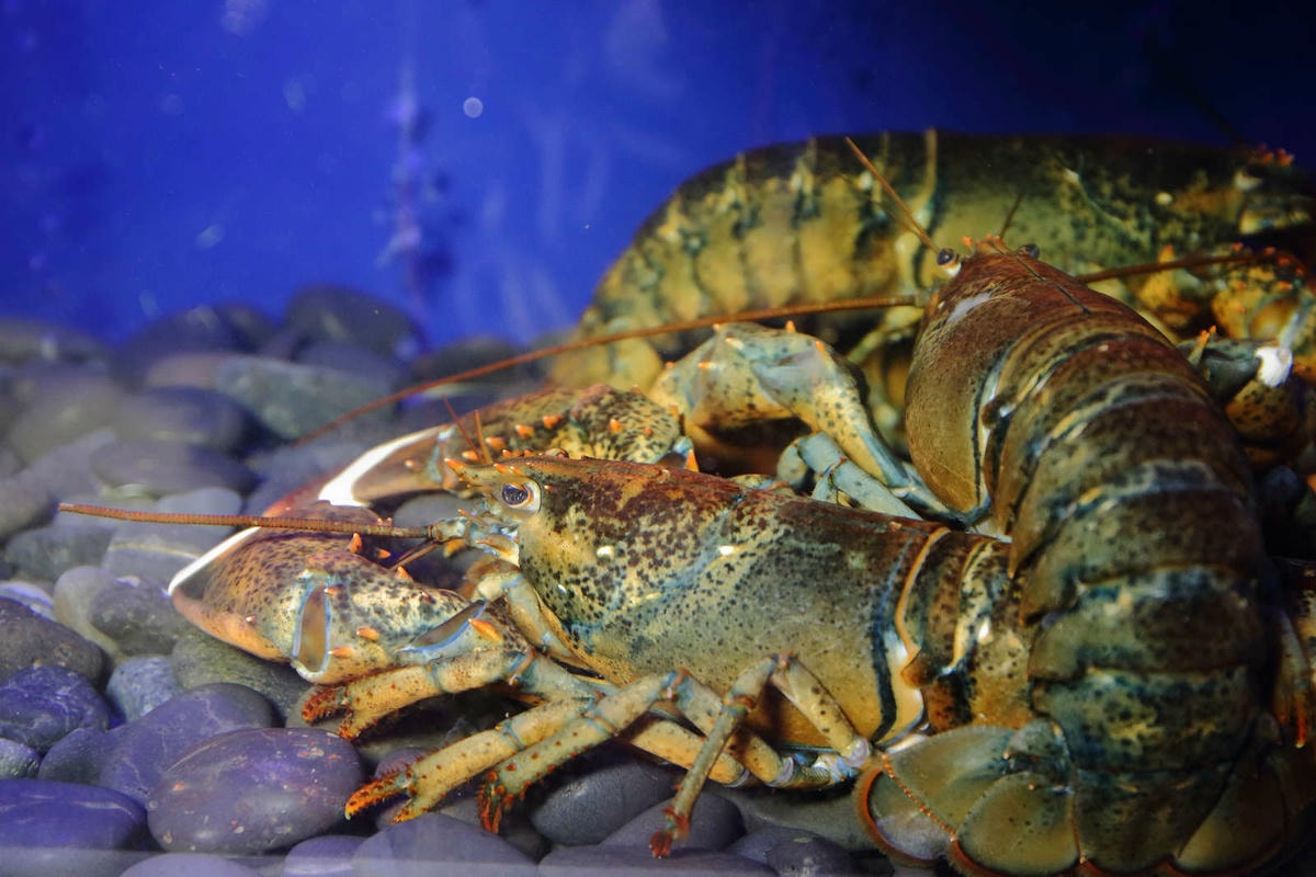 【食。台北】東區餐酒館MURA Lunch&Dinner〜八點檔花露水女神開的餐酒館!CP值爆表餐點超美味,下班放鬆聚餐首選!