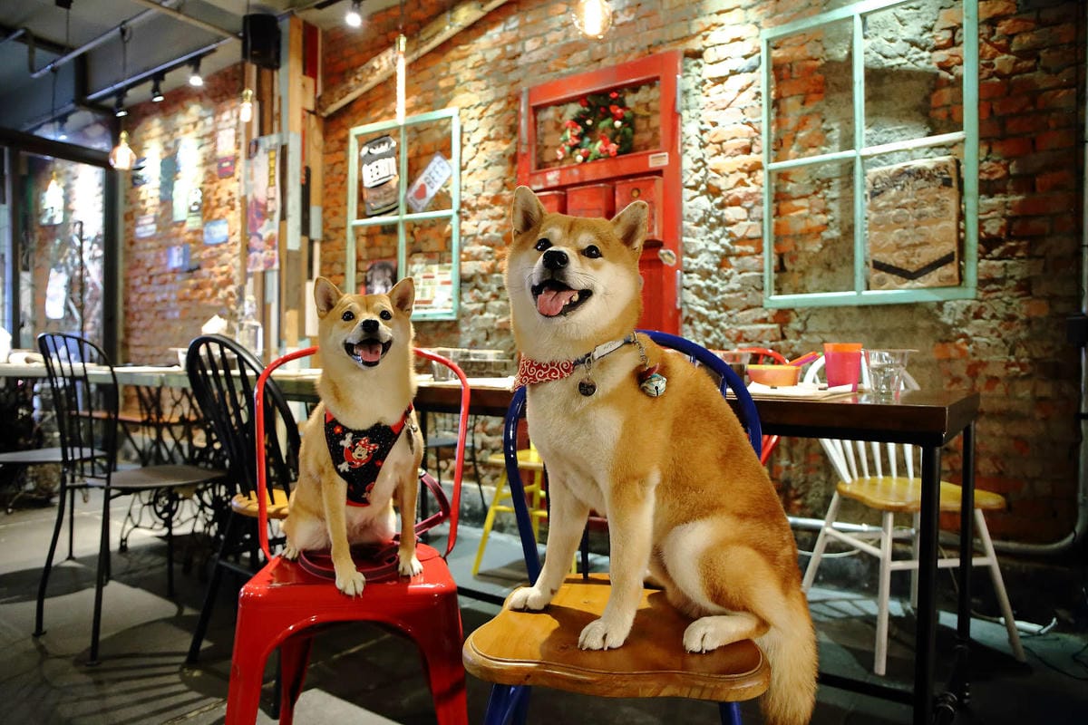 【食。台北】黑熊愛跳舞〜大安美式餐廳。食尚玩家介紹，一定要收藏，超浮誇視覺系人氣美食！(寵物友善)