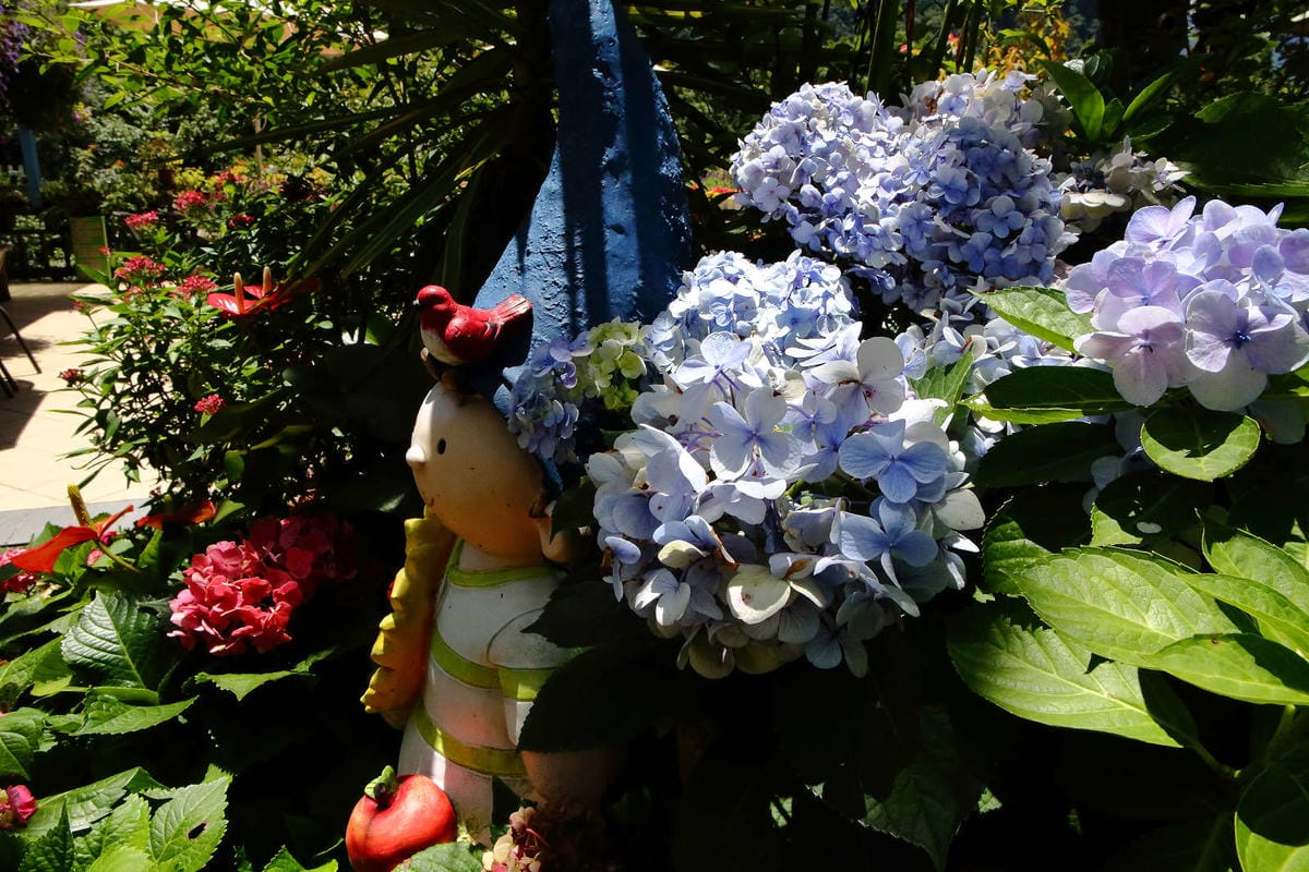 【遊。苗栗】南庄碧絡角花園咖啡〜隱身於山林中的秘密花園，四季如畫的花海，浪漫造景拍不完！