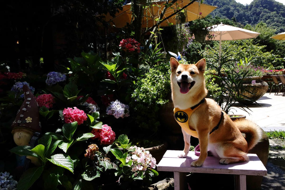 【遊。苗栗】南庄碧絡角花園咖啡〜隱身於山林中的秘密花園，四季如畫的花海，浪漫造景拍不完！