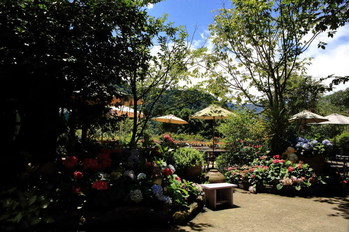 【遊。苗栗】南庄碧絡角花園咖啡〜隱身於山林中的秘密花園，四季如畫的花海，浪漫造景拍不完！