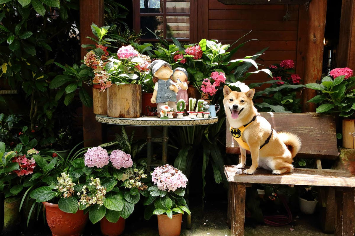 【苗栗寵物友善餐廳、旅遊景點懶人包】帶毛小孩吃喝玩樂趴趴GO