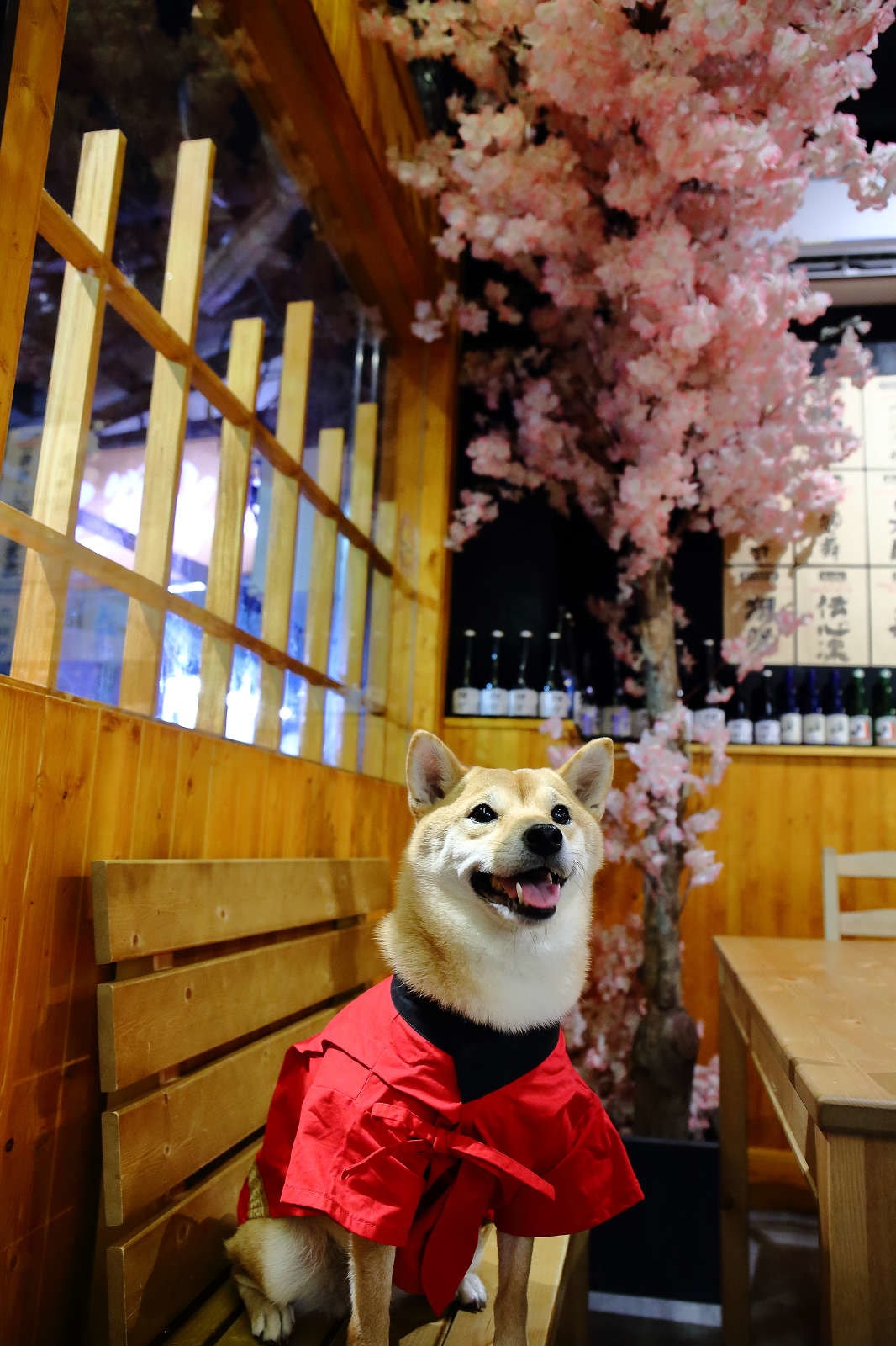 【食。基隆】螢火Hotarubi居酒屋〜基隆居酒屋推薦。濃濃日本風中享用美味串燒,餐點種類多元又好吃,在地人激推,CP值破表!
