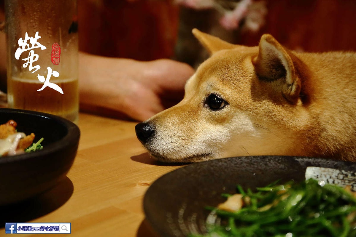 【食。基隆】螢火Hotarubi居酒屋〜基隆居酒屋推薦。濃濃日本風中享用美味串燒,餐點種類多元又好吃,在地人激推,CP值破表!