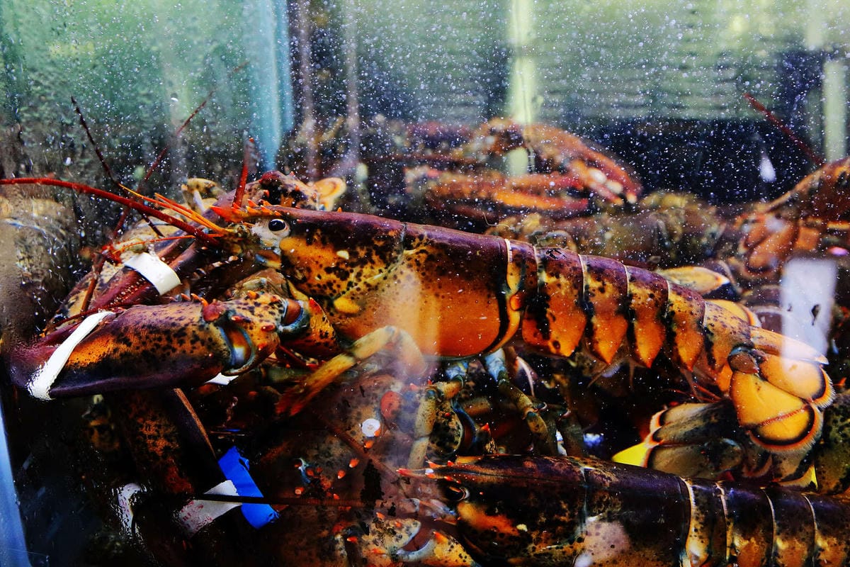 【食。新竹】山上走走日式無菜單海鮮鍋物〜頂級鍋物x創意無菜單日式料理，1000元有找吃得到活龍蝦！