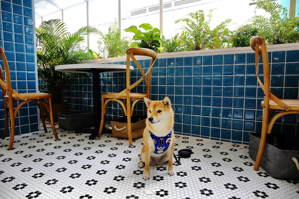 【食。萬華】JAI宅 西門店〜西門町最美餐廳！台中網美必訪的IG熱門打卡餐廳，在森林裡吃飯，網美先拍一波！