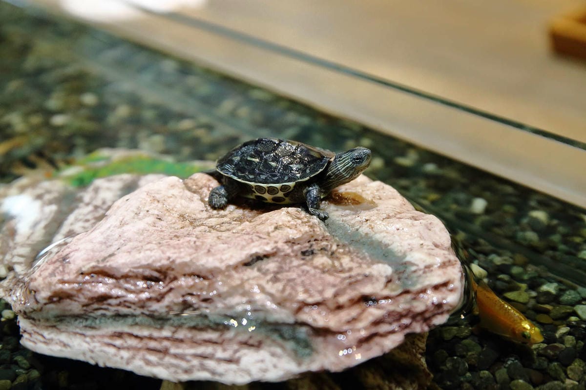 【食。永和】滿鱻〜永和必嘗海派大份量日式丼飯！鋪滿碗公Prime牛肉山+無敵澎湃海鱻丼，沒有最狂，只有更狂！