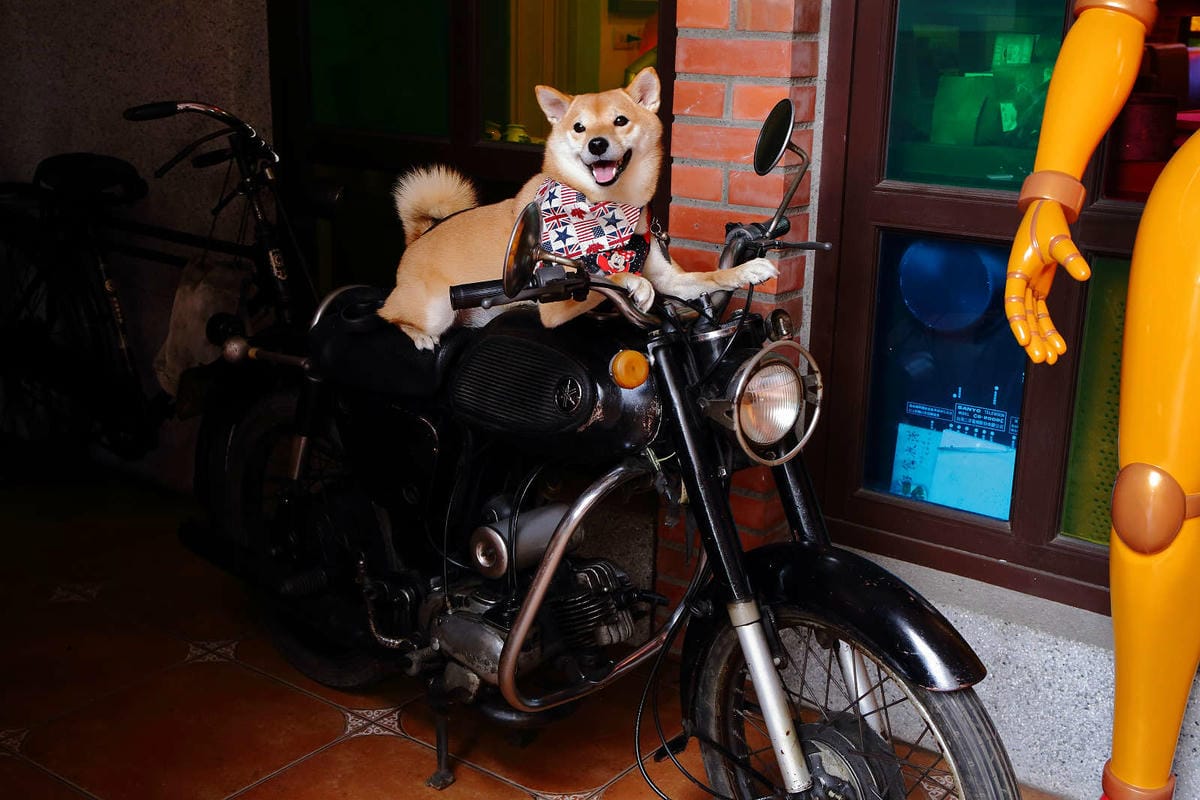 【食。彰化】童年往事莊園民宿〜彰化主題餐廳。懷舊復古餐廳帶我們一同「穿越」回到50年代！(寵物友善民宿+餐廳)