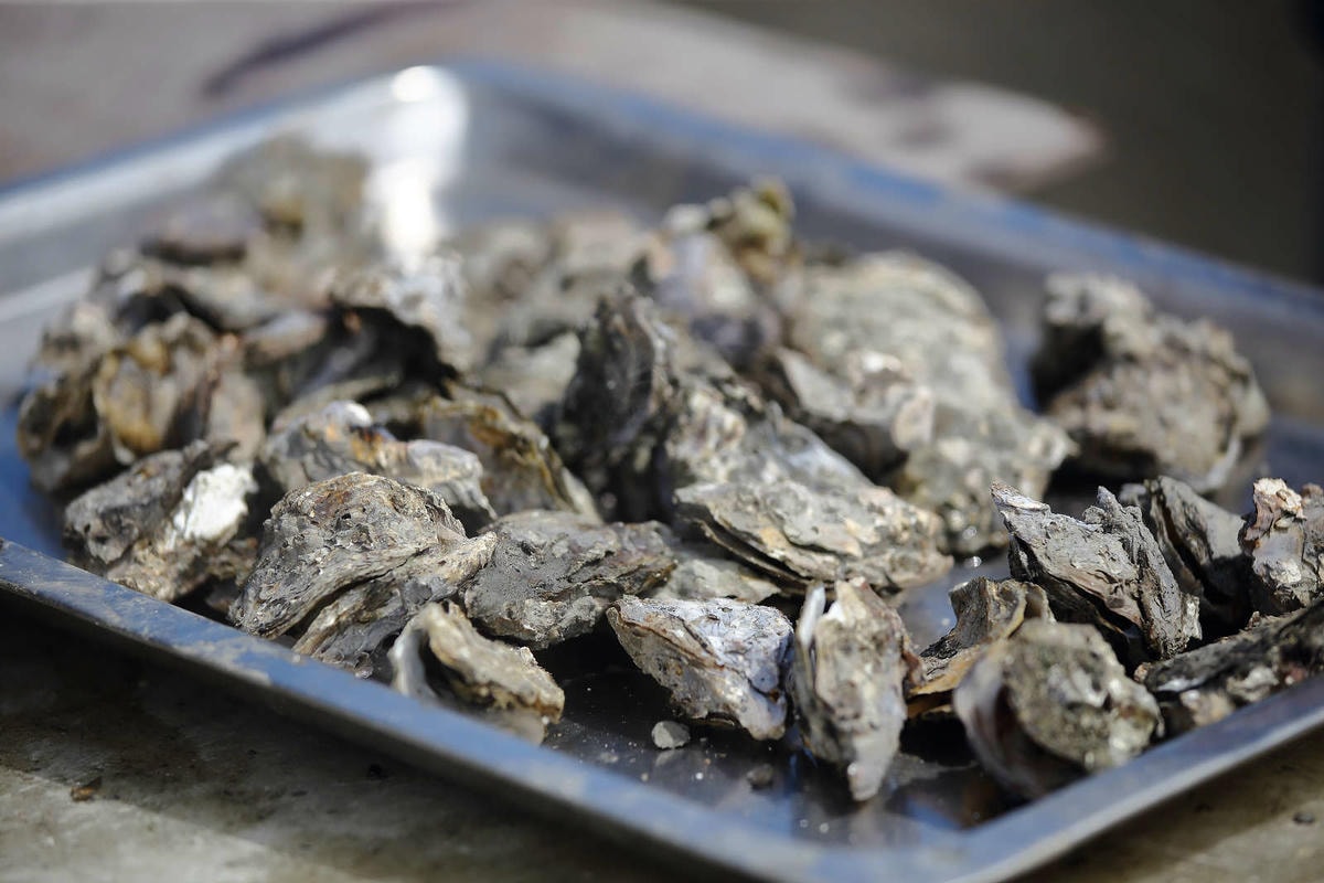 【遊。彰化】芳苑潮間帶旅遊-阿進帶你採蚵趣〜搭牛車採蚵、品蚵、捕魚、挖蛤,帶著毛小孩全新體驗!