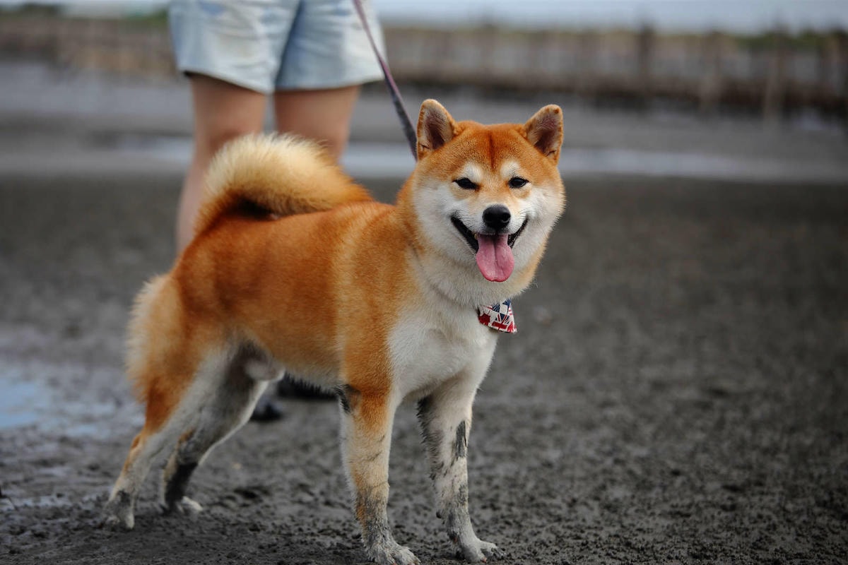 【遊。彰化】芳苑潮間帶旅遊-阿進帶你採蚵趣〜搭牛車採蚵、品蚵、捕魚、挖蛤,帶著毛小孩全新體驗!