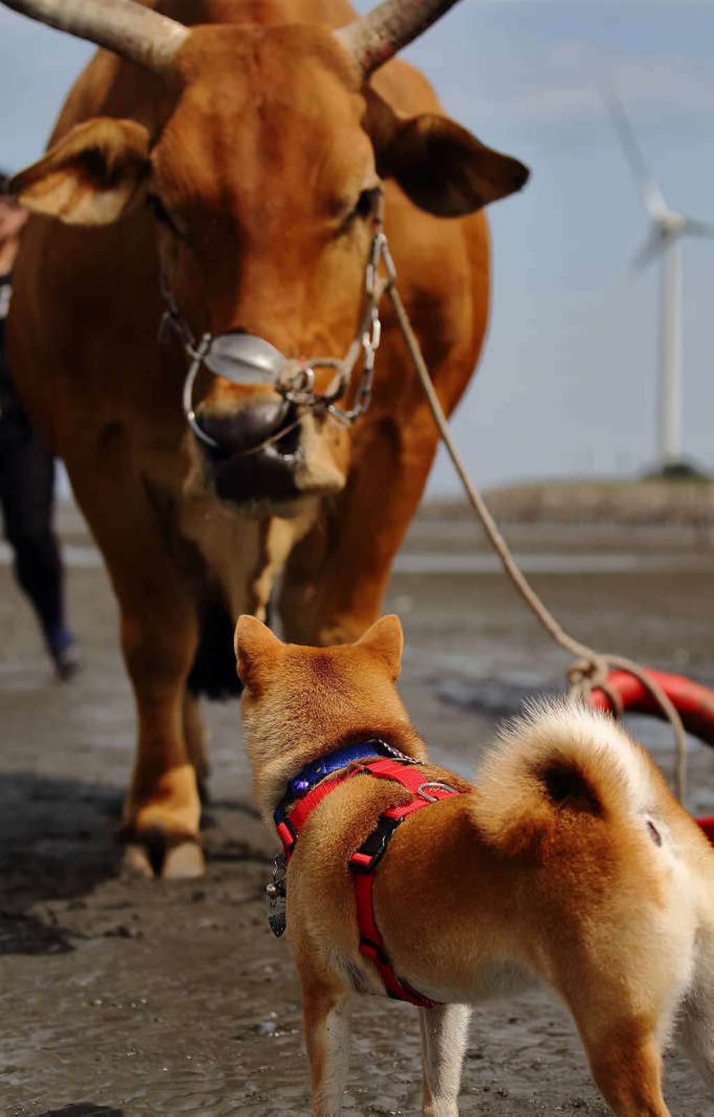 【遊。彰化】芳苑潮間帶旅遊-阿進帶你採蚵趣〜搭牛車採蚵、品蚵、捕魚、挖蛤,帶著毛小孩全新體驗!