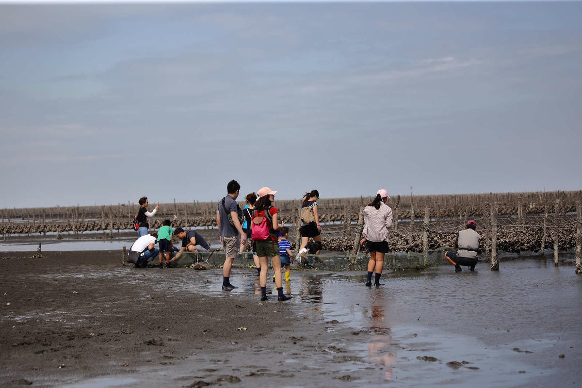 【遊。彰化】芳苑潮間帶旅遊-阿進帶你採蚵趣〜搭牛車採蚵、品蚵、捕魚、挖蛤,帶著毛小孩全新體驗!