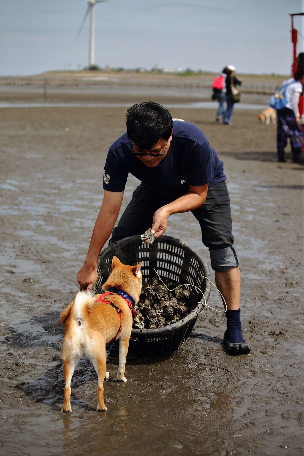 【遊。彰化】芳苑潮間帶旅遊-阿進帶你採蚵趣〜搭牛車採蚵、品蚵、捕魚、挖蛤,帶著毛小孩全新體驗!