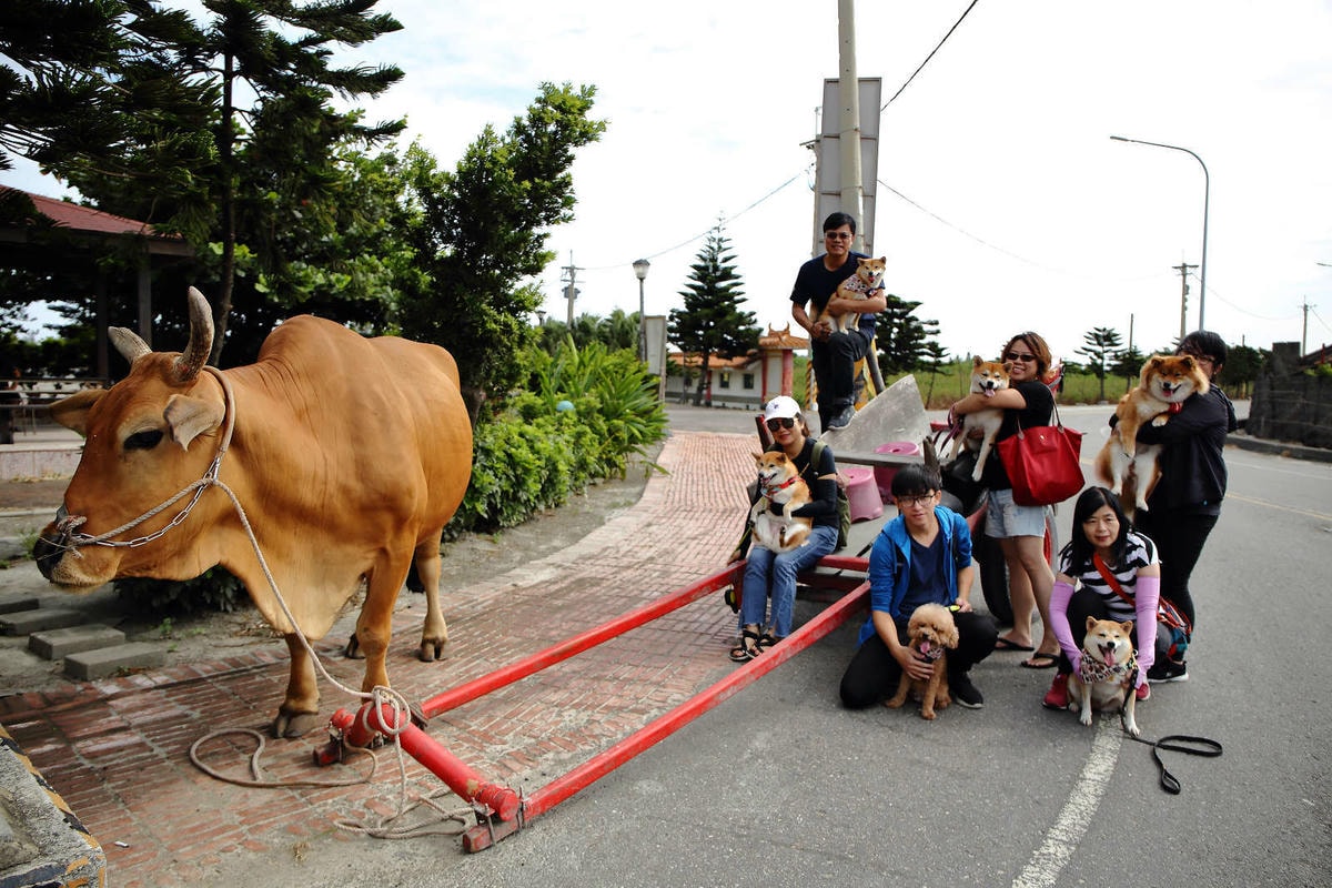 【遊。彰化】芳苑潮間帶旅遊-阿進帶你採蚵趣〜搭牛車採蚵、品蚵、捕魚、挖蛤,帶著毛小孩全新體驗!