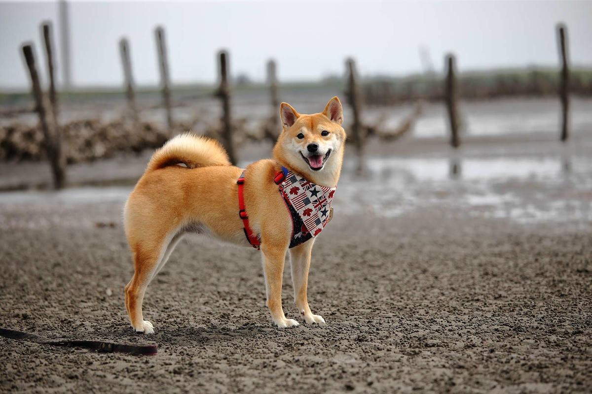 【遊。彰化】芳苑潮間帶旅遊-阿進帶你採蚵趣〜搭牛車採蚵、品蚵、捕魚、挖蛤,帶著毛小孩全新體驗!
