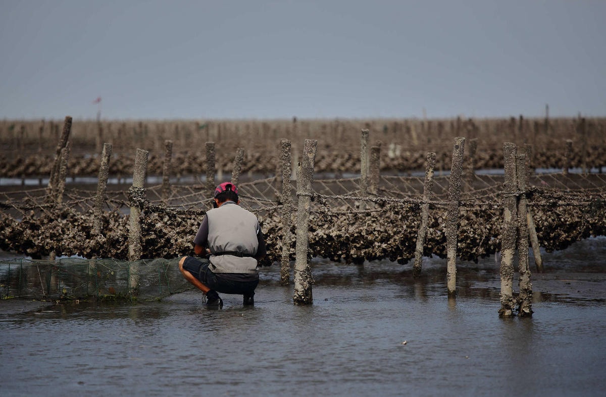 【遊。彰化】芳苑潮間帶旅遊-阿進帶你採蚵趣〜搭牛車採蚵、品蚵、捕魚、挖蛤,帶著毛小孩全新體驗!