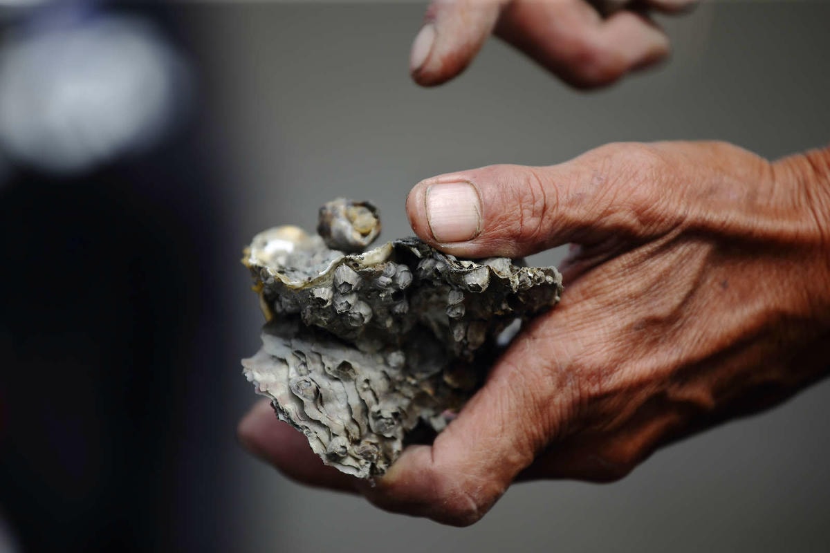 【遊。彰化】芳苑潮間帶旅遊-阿進帶你採蚵趣〜搭牛車採蚵、品蚵、捕魚、挖蛤,帶著毛小孩全新體驗!