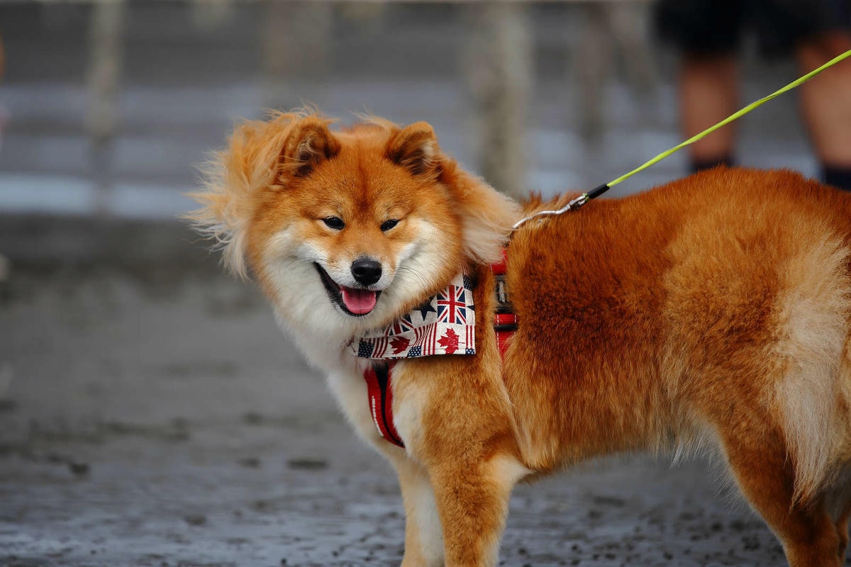 【遊。彰化】芳苑潮間帶旅遊-阿進帶你採蚵趣〜搭牛車採蚵、品蚵、捕魚、挖蛤,帶著毛小孩全新體驗!