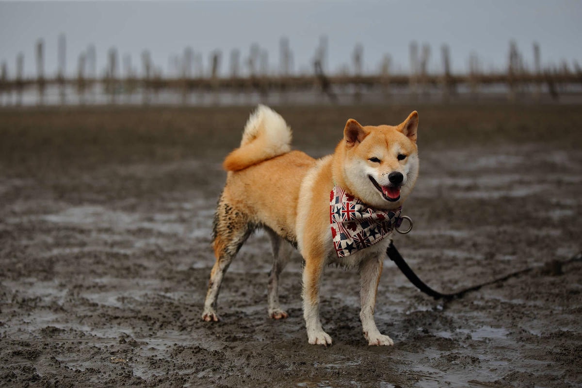 【遊。彰化】芳苑潮間帶旅遊-阿進帶你採蚵趣〜搭牛車採蚵、品蚵、捕魚、挖蛤,帶著毛小孩全新體驗!