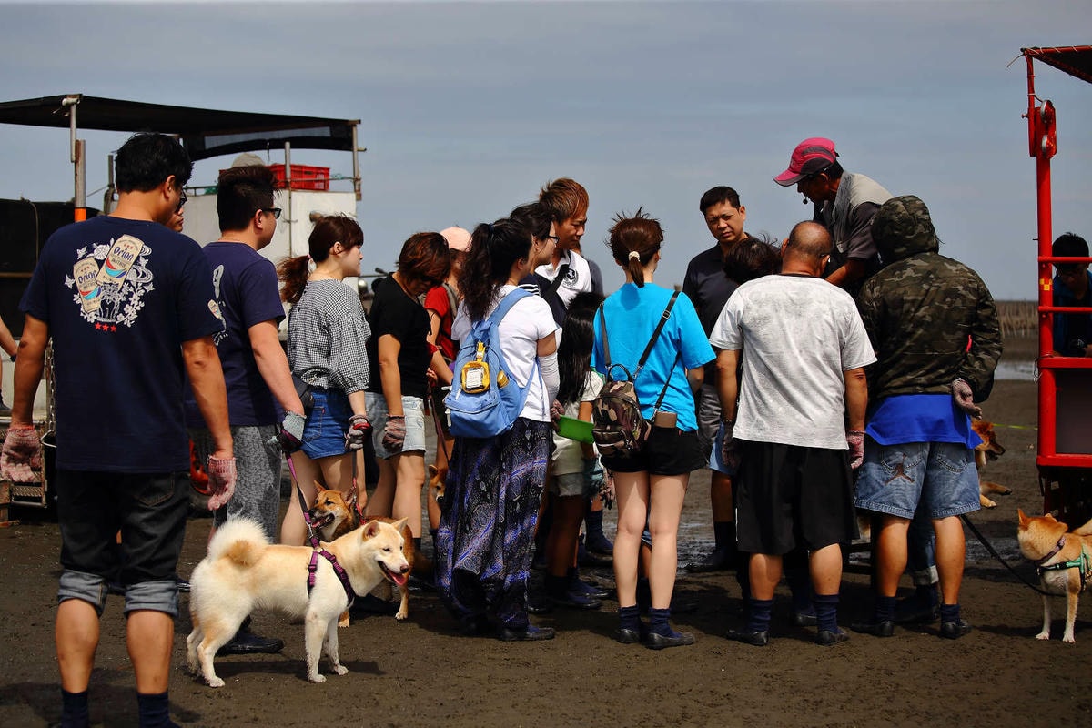 【遊。彰化】芳苑潮間帶旅遊-阿進帶你採蚵趣〜搭牛車採蚵、品蚵、捕魚、挖蛤,帶著毛小孩全新體驗!