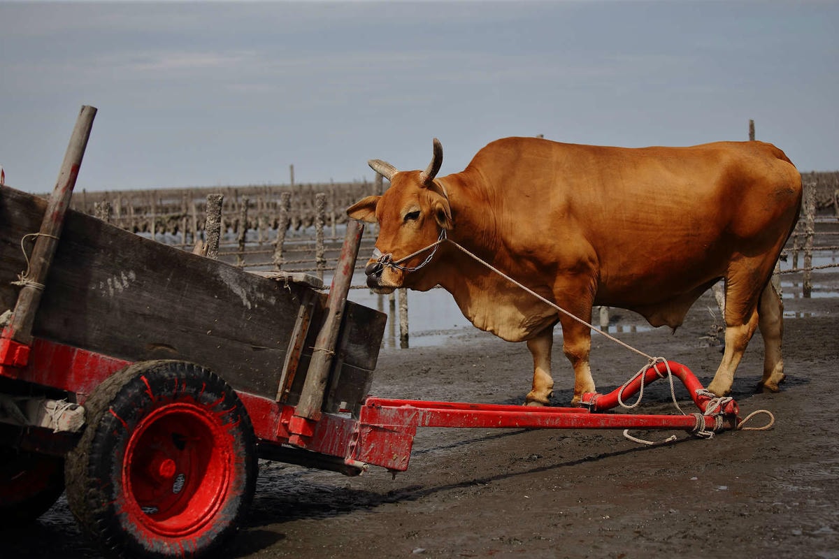 【遊。彰化】芳苑潮間帶旅遊-阿進帶你採蚵趣〜搭牛車採蚵、品蚵、捕魚、挖蛤,帶著毛小孩全新體驗!