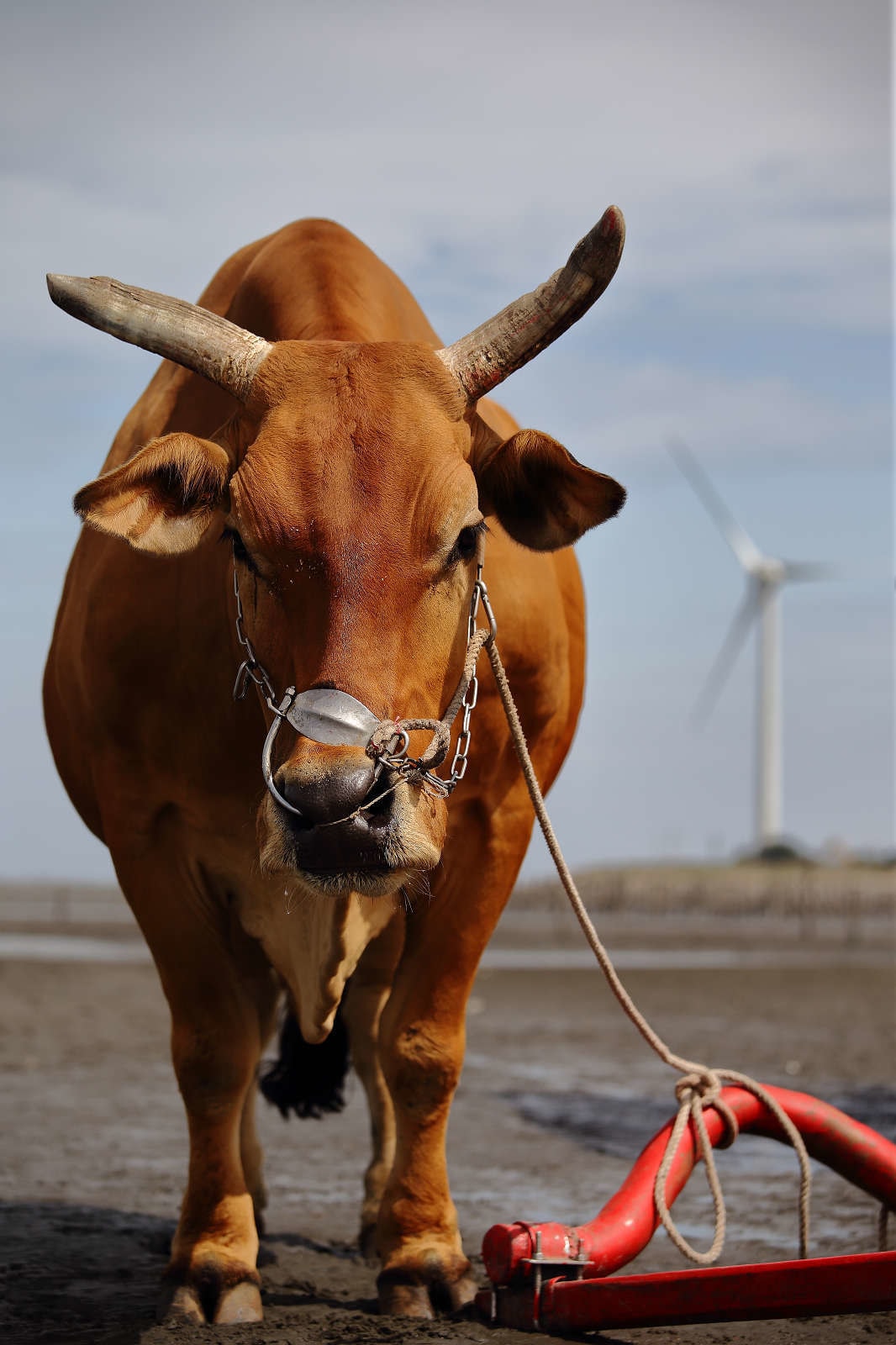 【遊。彰化】芳苑潮間帶旅遊-阿進帶你採蚵趣〜搭牛車採蚵、品蚵、捕魚、挖蛤,帶著毛小孩全新體驗!