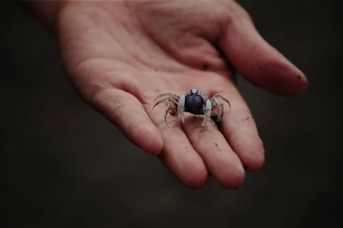 【遊。彰化】芳苑潮間帶旅遊-阿進帶你採蚵趣〜搭牛車採蚵、品蚵、捕魚、挖蛤,帶著毛小孩全新體驗!