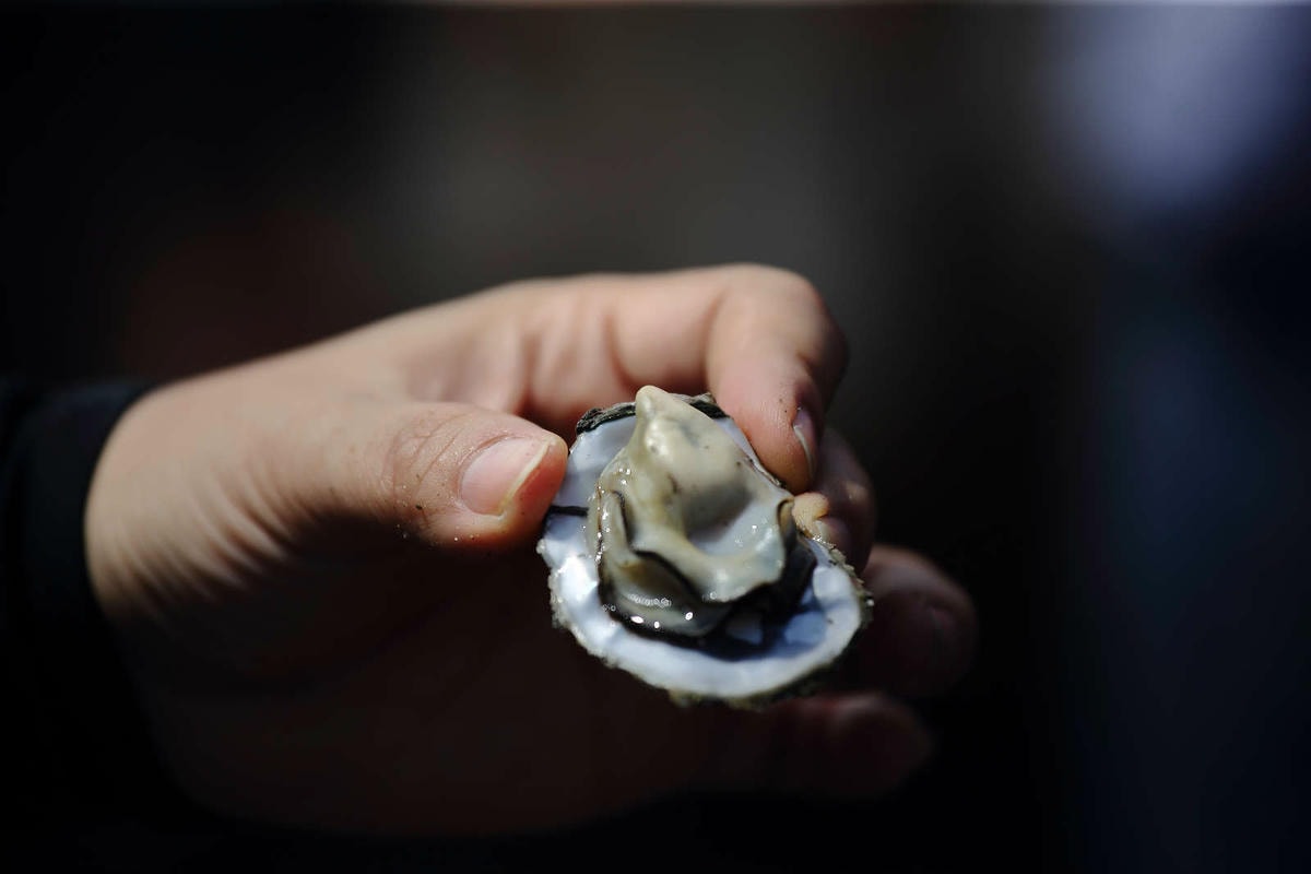 【遊。彰化】芳苑潮間帶旅遊-阿進帶你採蚵趣〜搭牛車採蚵、品蚵、捕魚、挖蛤,帶著毛小孩全新體驗!