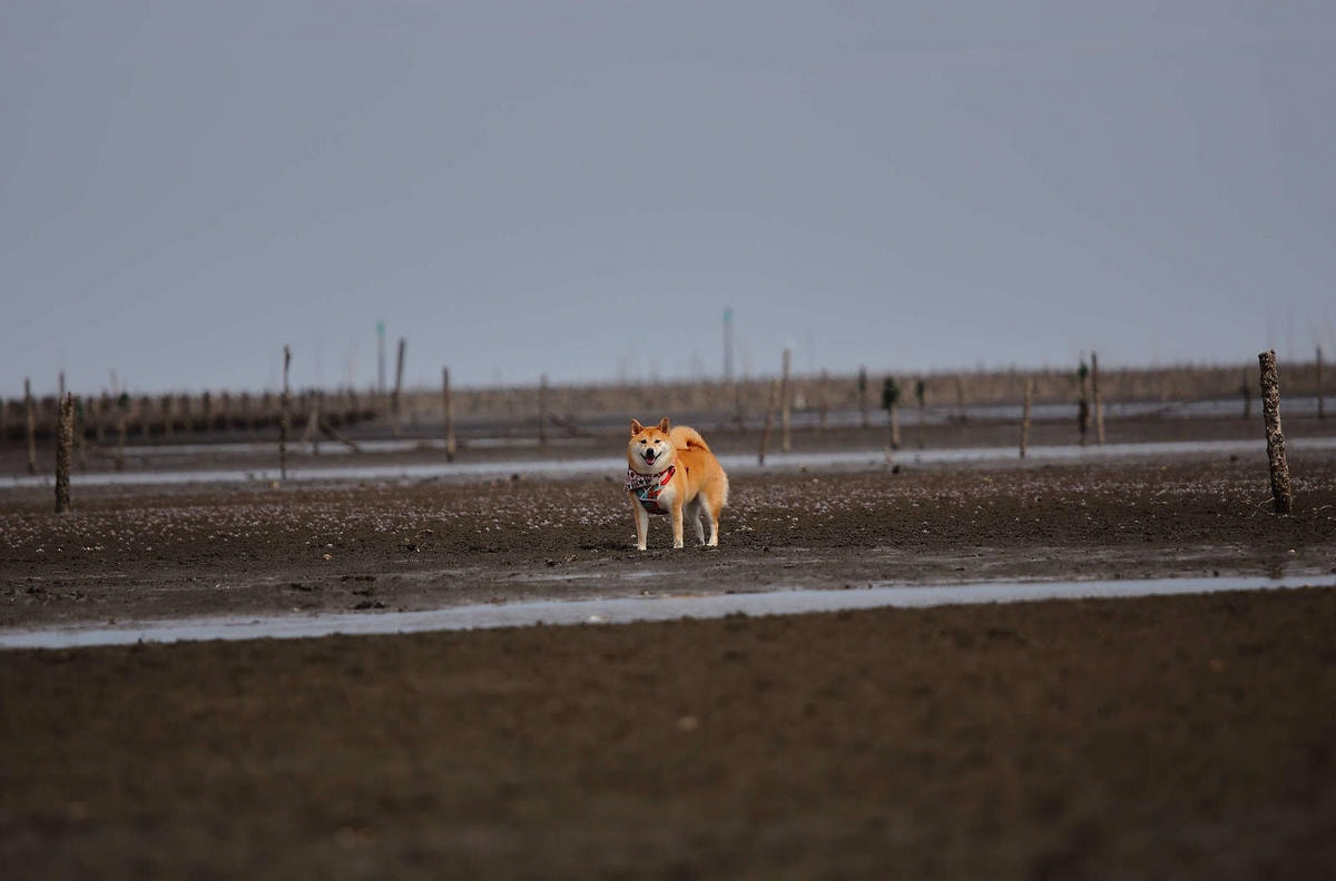 【遊。彰化】芳苑潮間帶旅遊-阿進帶你採蚵趣〜搭牛車採蚵、品蚵、捕魚、挖蛤,帶著毛小孩全新體驗!