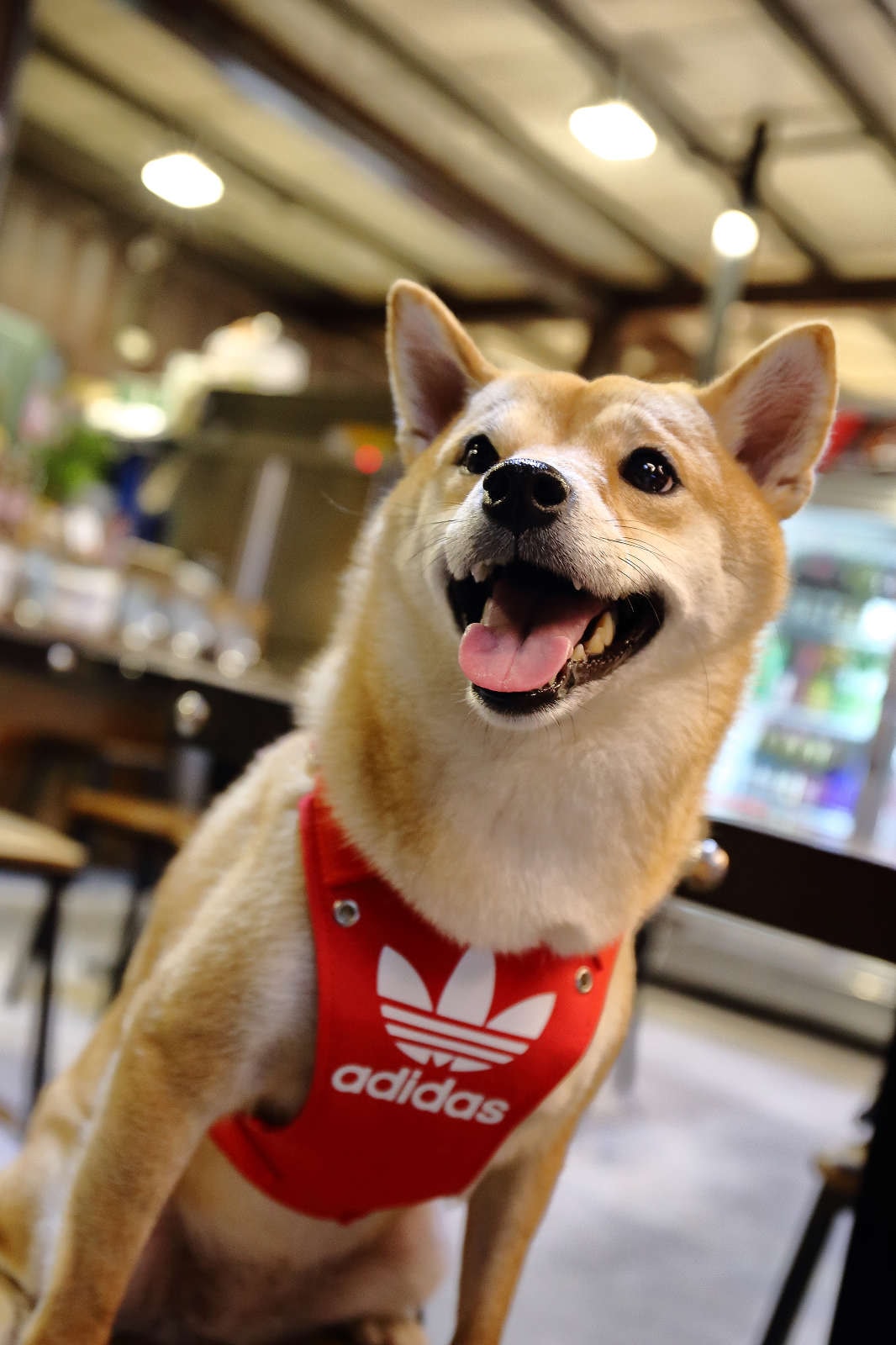 【食。板橋】火夯seafood 海鮮燒烤〜地表最強海鮮燒烤,浮誇無極限!超巨大手臂蝦、大生蠔,半露天燒烤海鮮控的最愛!(寵物友善餐廳)(已歇業)