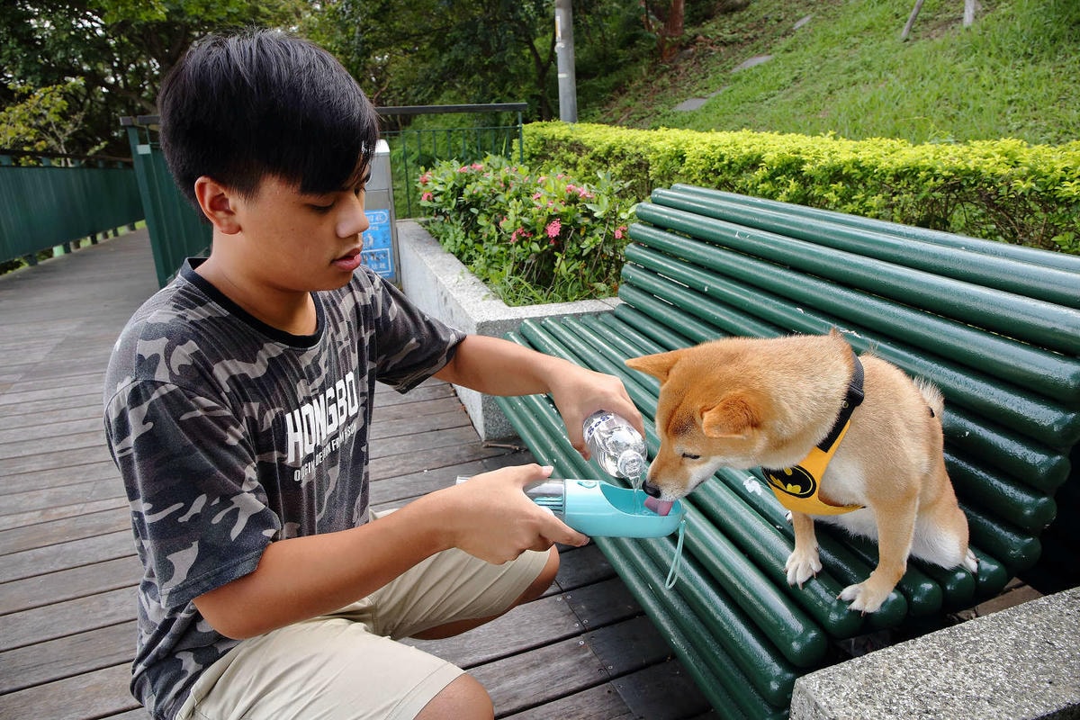 【寵物飲水推薦】Gogi water寵物飲水〜GOGI寵物健康水,來自日本最新的科技,從今天起,讓狗狗愛上喝水!